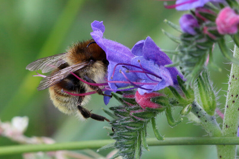 Insektenfreundlich Gärtnern für VIA e. V. Berlin summt!